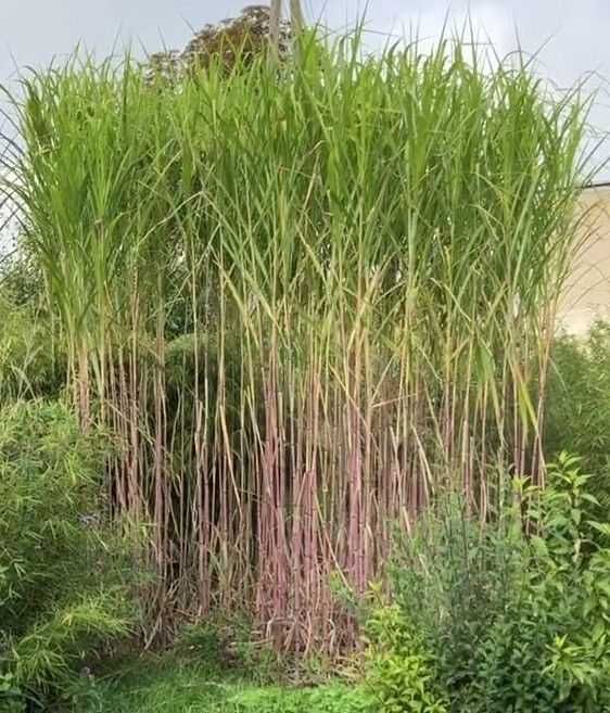 Miscanthus lutarioriparius GIGANT