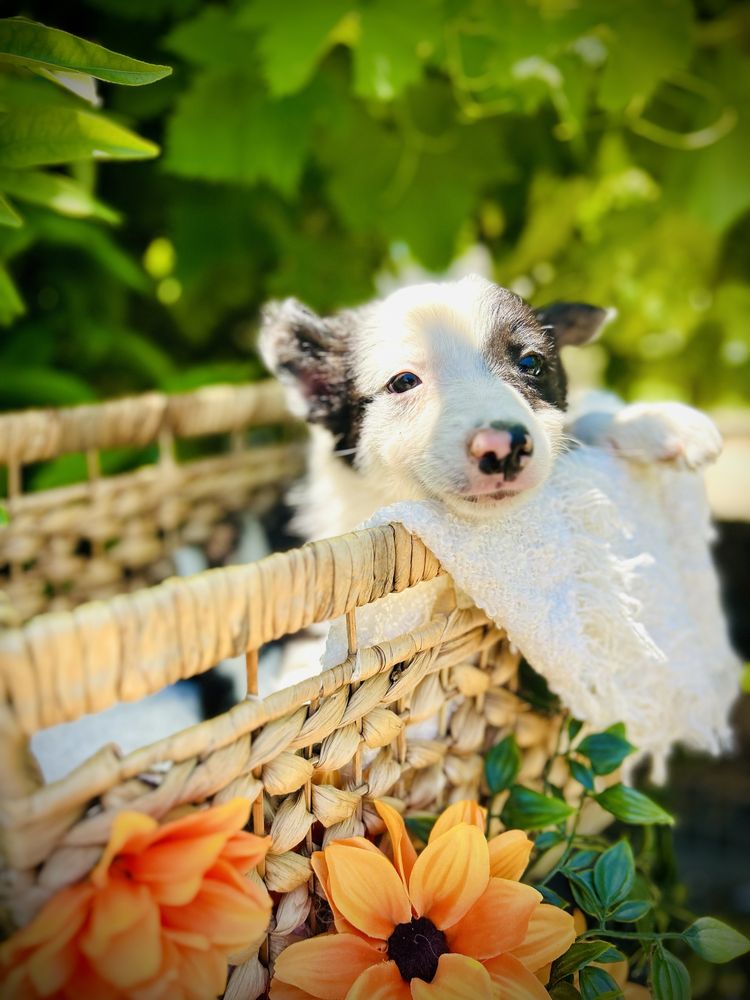Menino border collie preto e branco