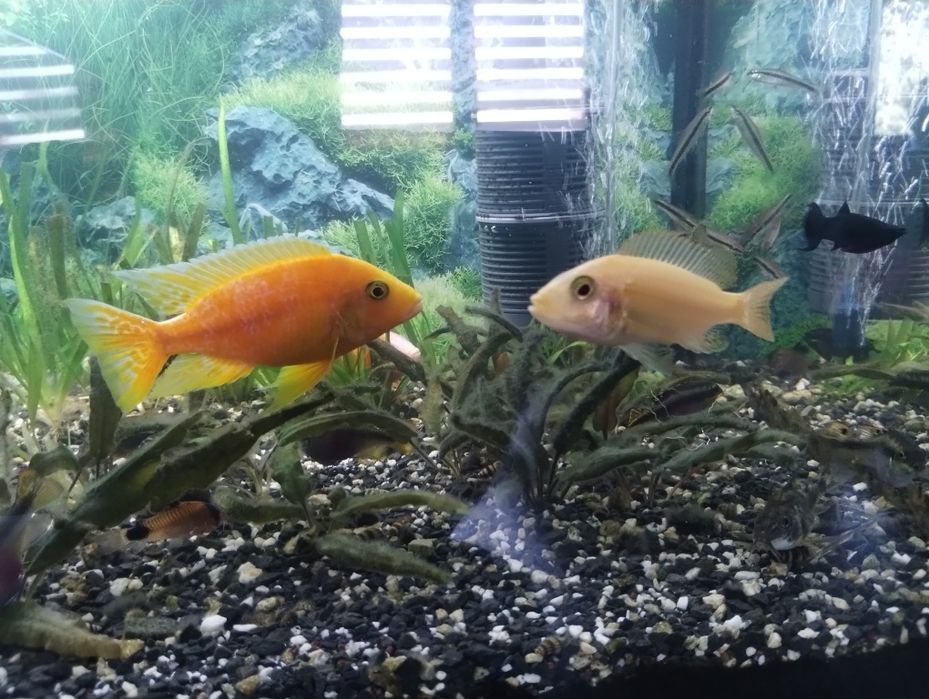 Ryby fire fish .