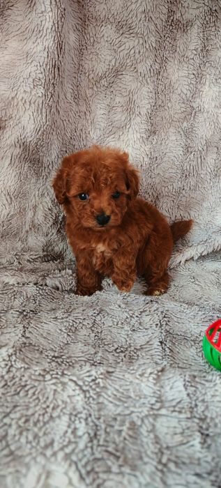 Pudel toy Red redbrown Red brown