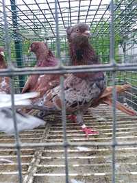 Продам голубів бакінців
