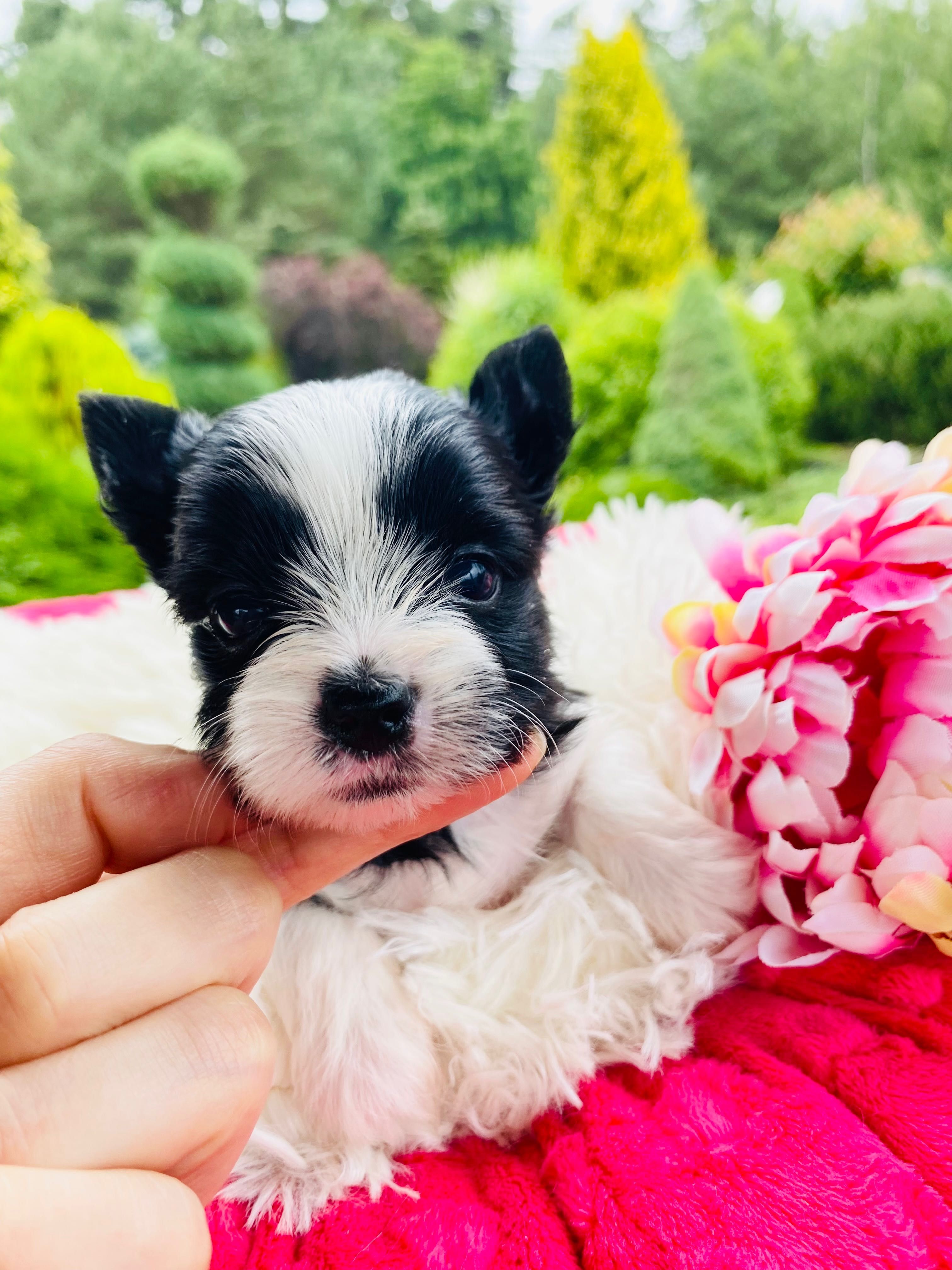 ZUZU mini suczka york black&white wyjątkowe kolory , rodowód PFK