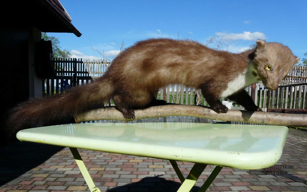Możliwość dostawy gratis! Wypchana łasica, ładna, dekoracja w domu.