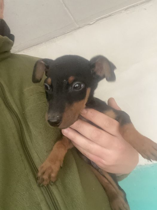 Чистокровний Доберман