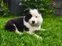 Border Collie Czarno Biała Suczka