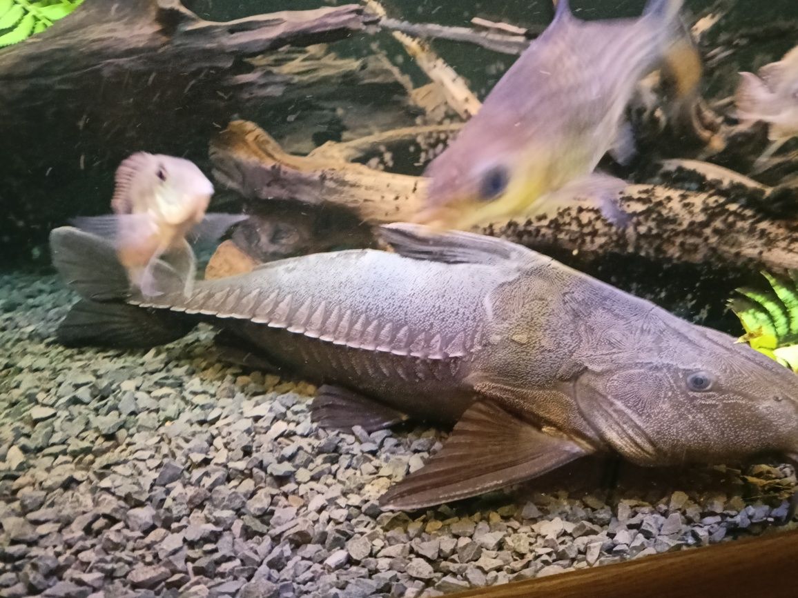 Oxydoras Niger kirys czarny rybka
