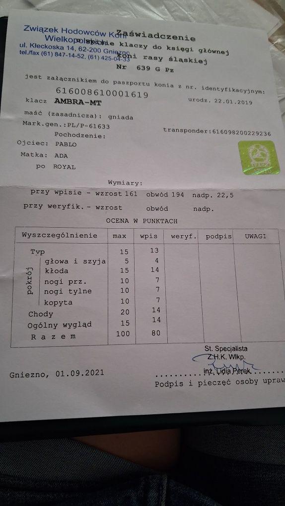 Sprzedam Klacz slaska.