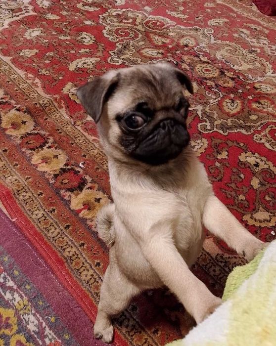 Малышка,   порода мопс.