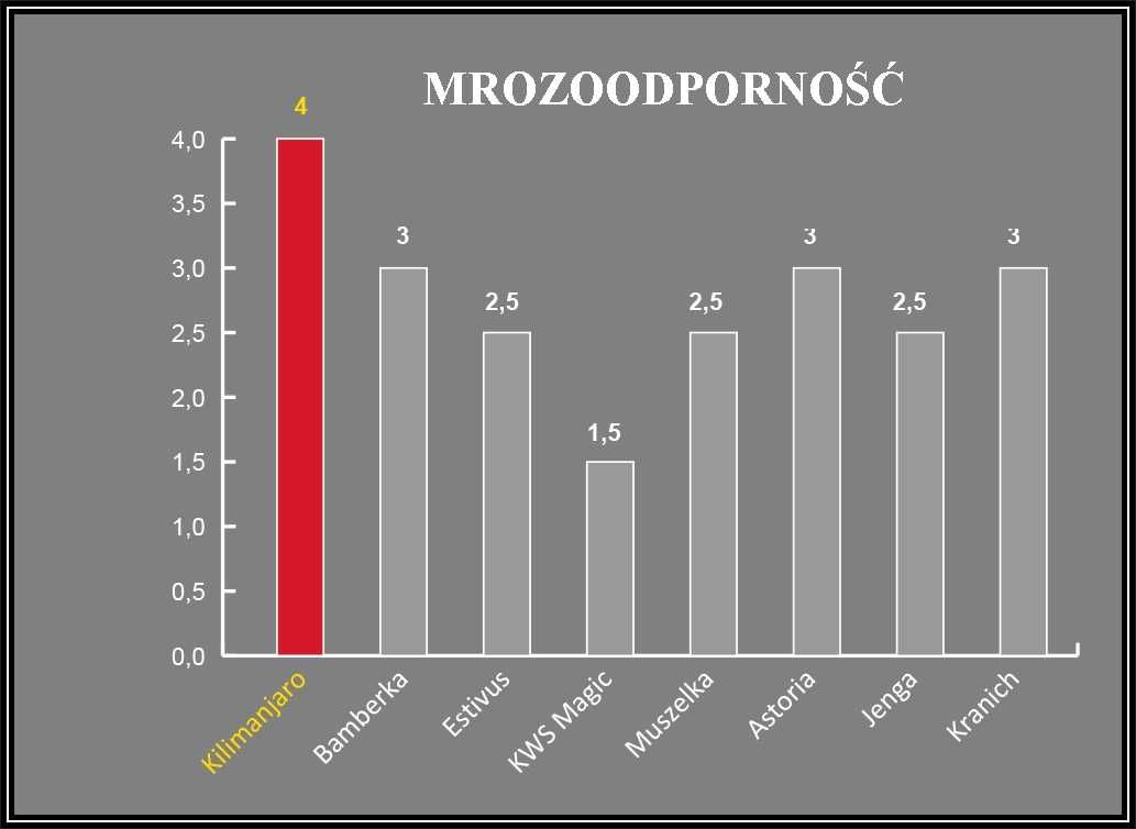 Pszenica Ozima KILIMANJARO - Wysoki Stabilny Plon - Nasiona Dalgety
