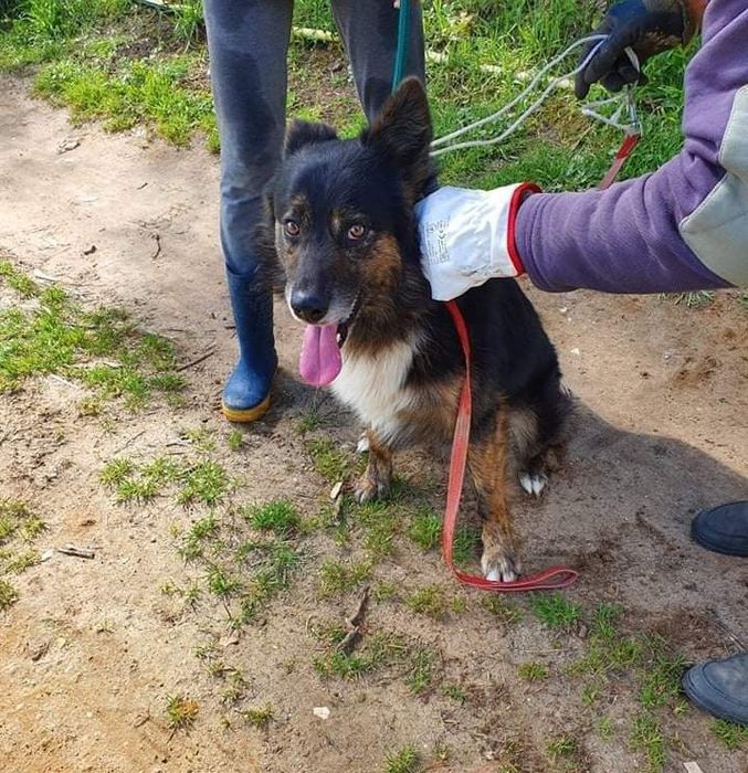 Yuri- Cao para adoção