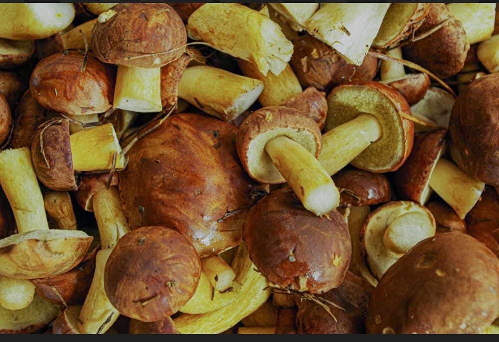 Świeże grzyby-podgrzybki