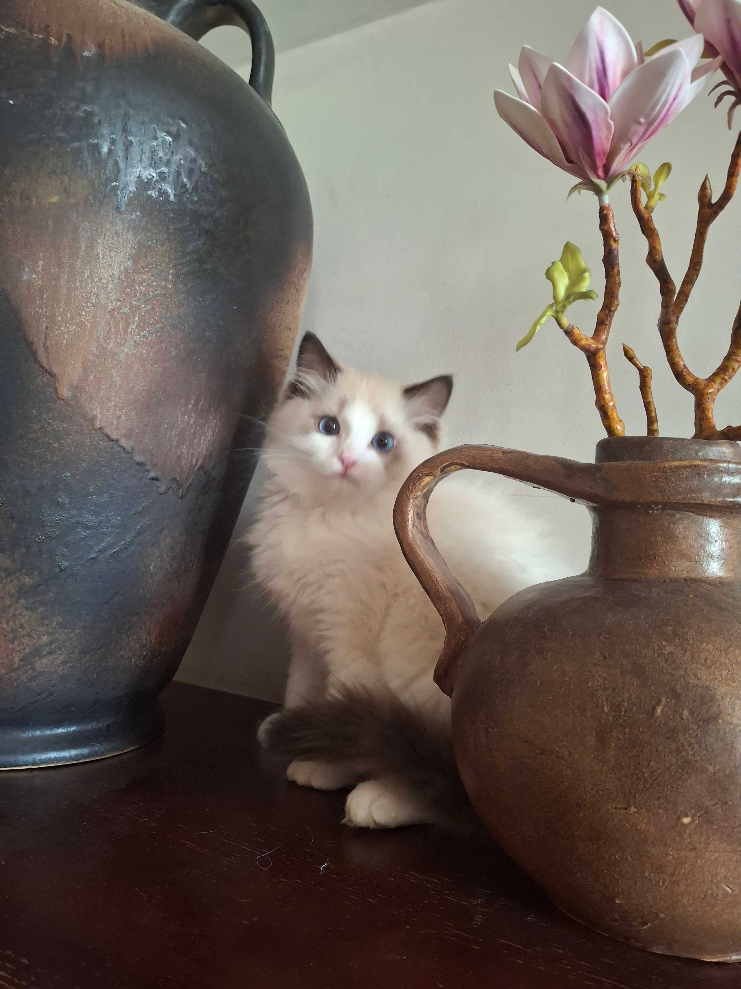 Kocięta rasy ragdoll  REZERWACJA kotka / kot