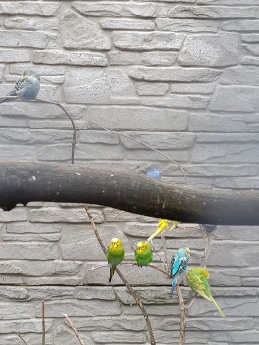 Sprzedam papugi faliste