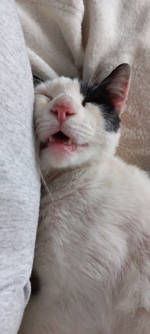 Gato para adoção