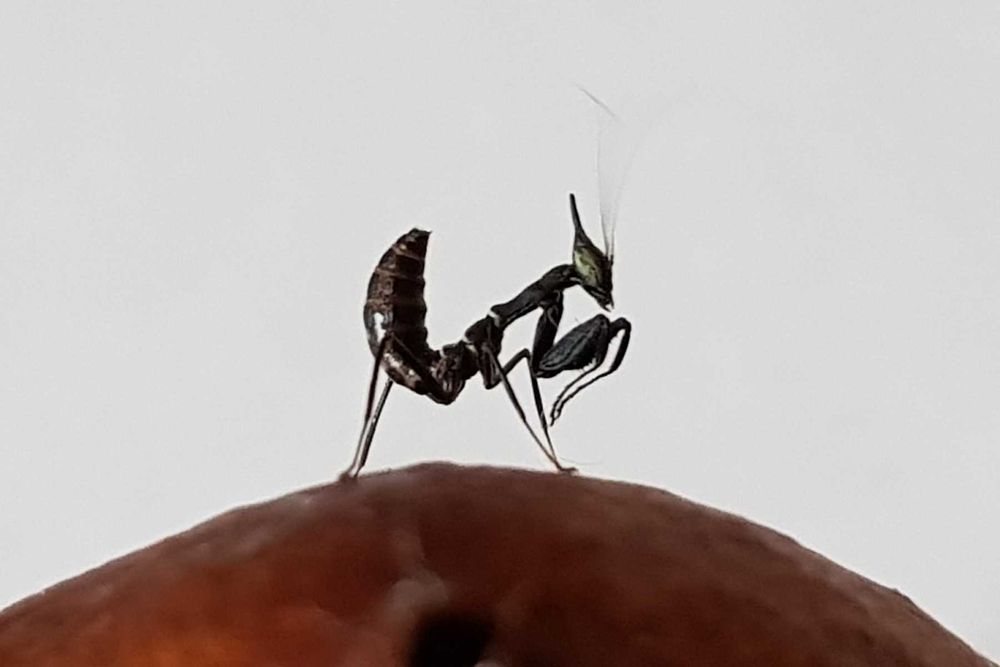 Phyllocrania paradoxa modliszka duch