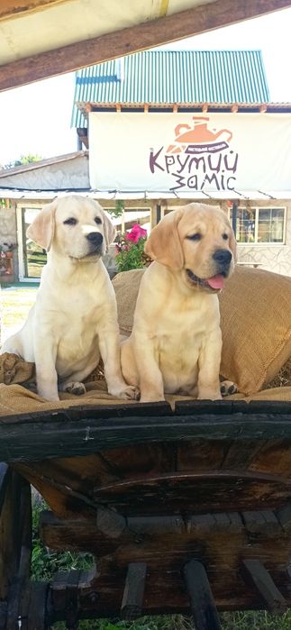 Неймовірні лабрадори цуценята