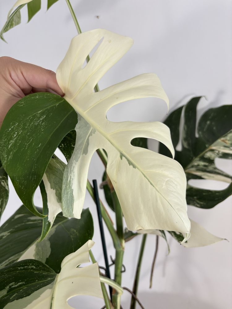 Monstera variegata MV28XXL