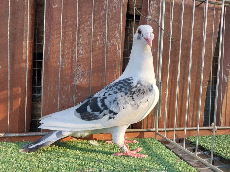Gołębie staropolskie gołębie pocztowe