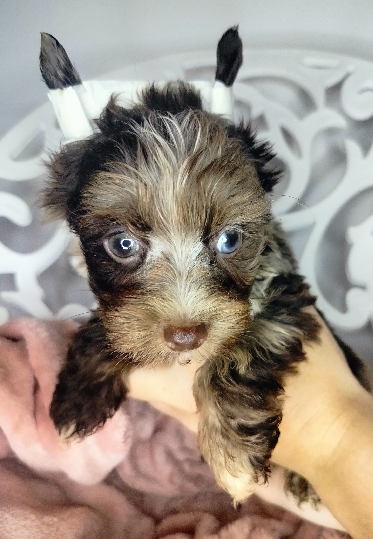 Yorkshire Terrier, pies, XS, Chocomerle