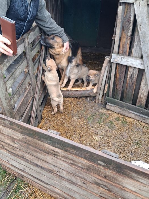 Цуценята в добрі руки