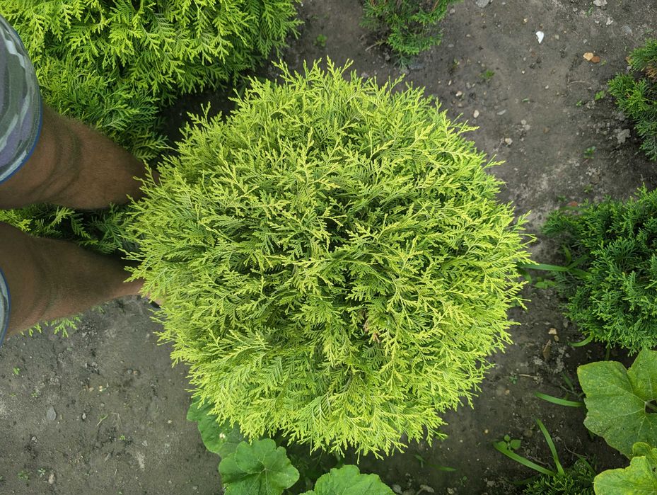 Туя Шаровидна. Смарагд. Колумна. Самшит. Ялинки  Вічнозелені рослини.