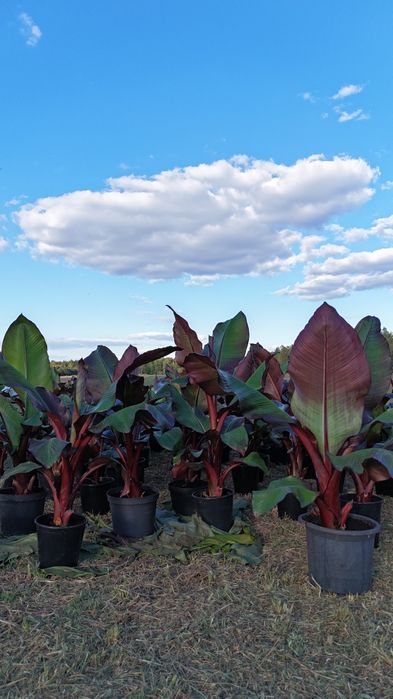 Bananowce ogrodowe Maurelli Basjoo