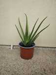 Vendo  Aloe vera