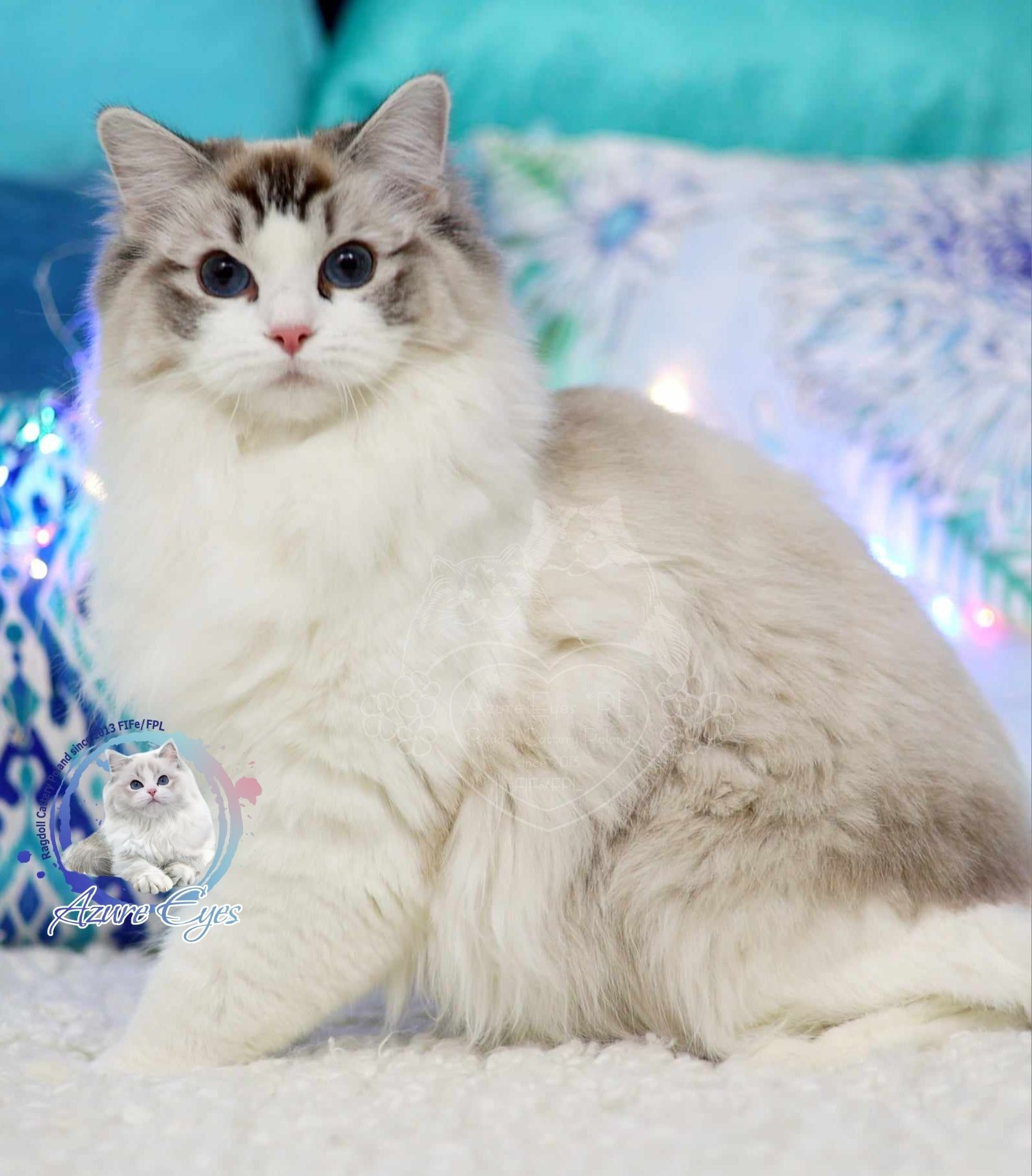 Piękna 2 letnia kotka Ragdoll seal lynx bicolor, rodowód FPL