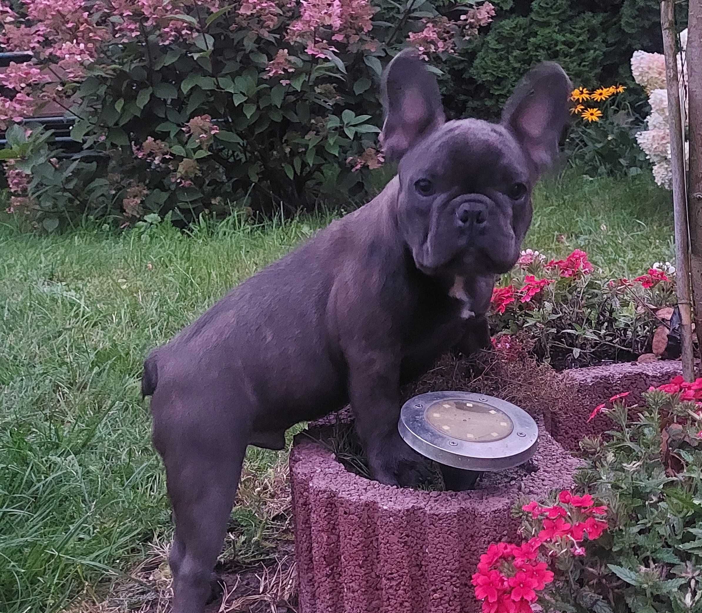 Bludog francuski BLUE niebieska SUNIA