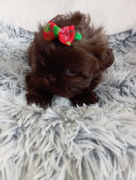 Sunia shih Tzu z wielopokoleniowym rodowodem i genem czekoladowym
