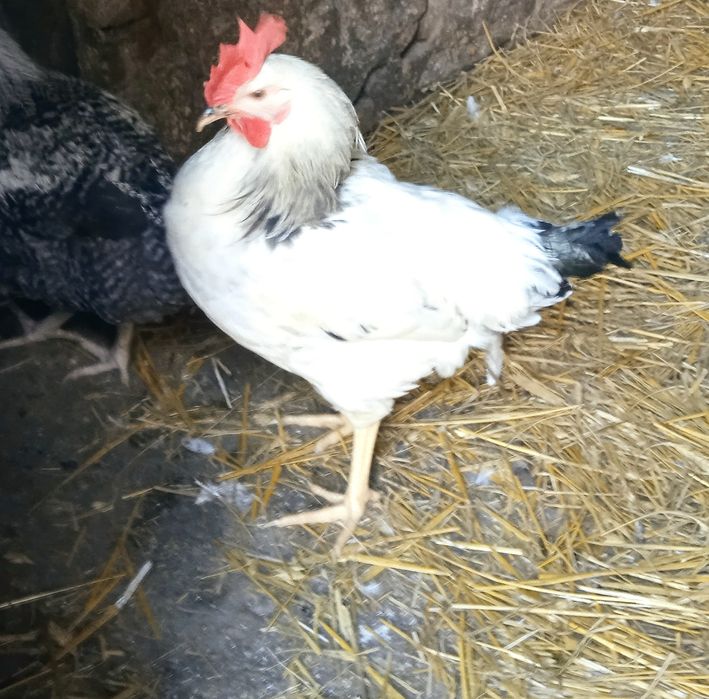 Sprzedam koguty rosołowe