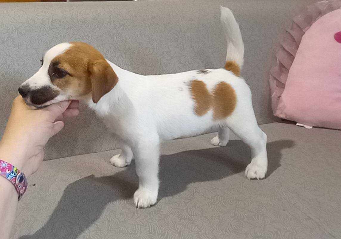 Jack Russell Terrier- ZKwP FCI