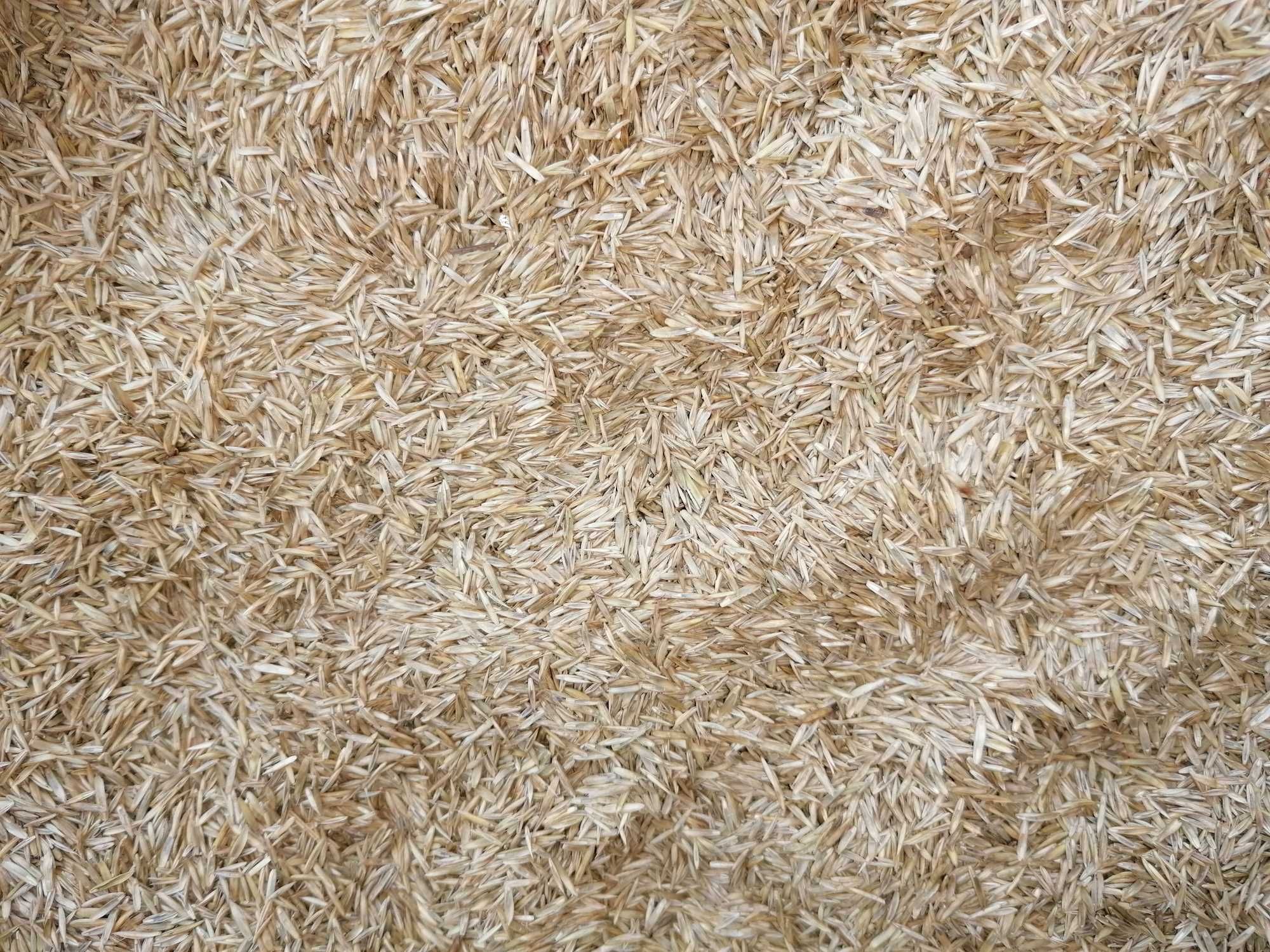 Trawa trawnikowa, Trawa na trawniki, Mieszanka na trawniki