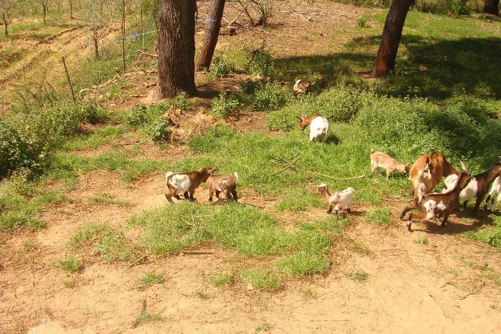 Vendo cabras anãs