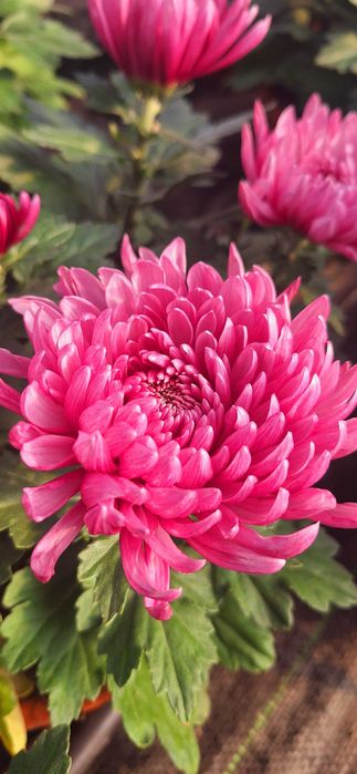 Sprzedaż chryzantem HURT DETAL