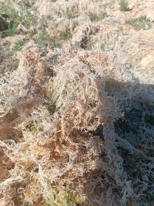 МОХ  ПУХНАСТИЙ/ живий/ сухий