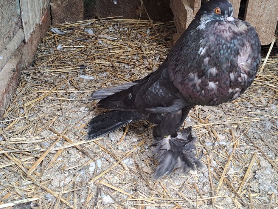 Garlacze pomorskie garlacz pomorski para tigry czarne