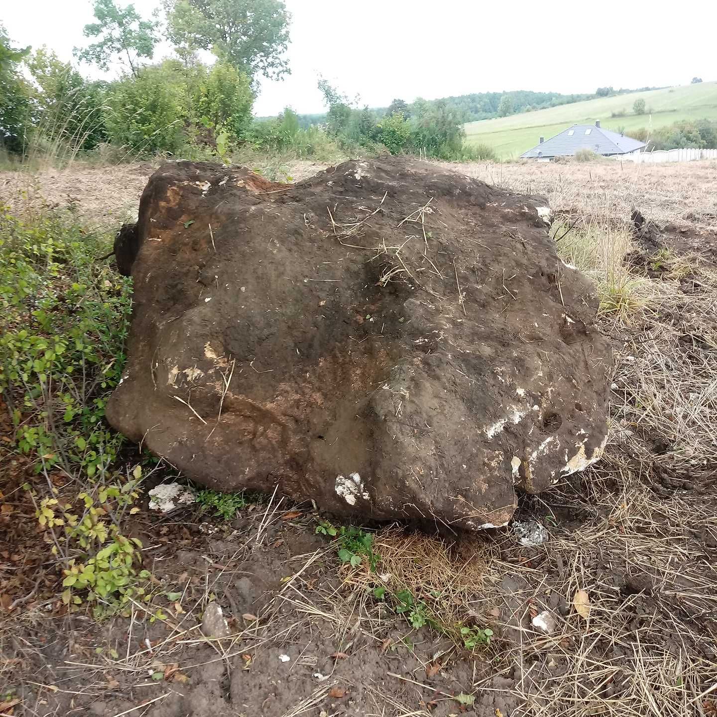 Kamień  polny  skalniak