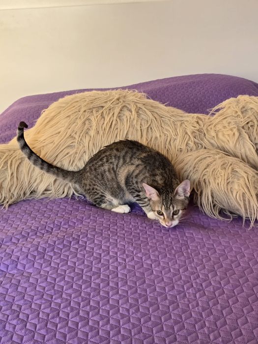 Nestor. Para adopção!