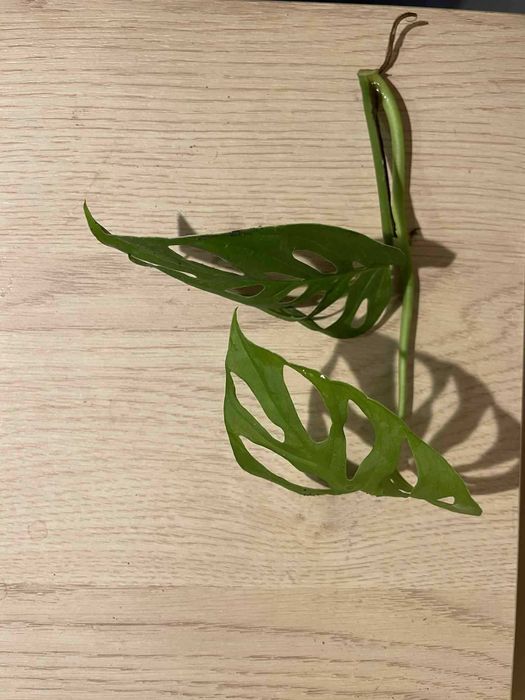 Monstera Adansonii