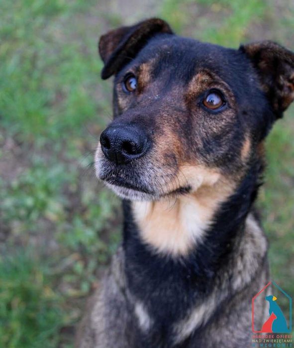 Namir - miłość, wierność, wrażliwość, łagodność - pokochaj kundelka