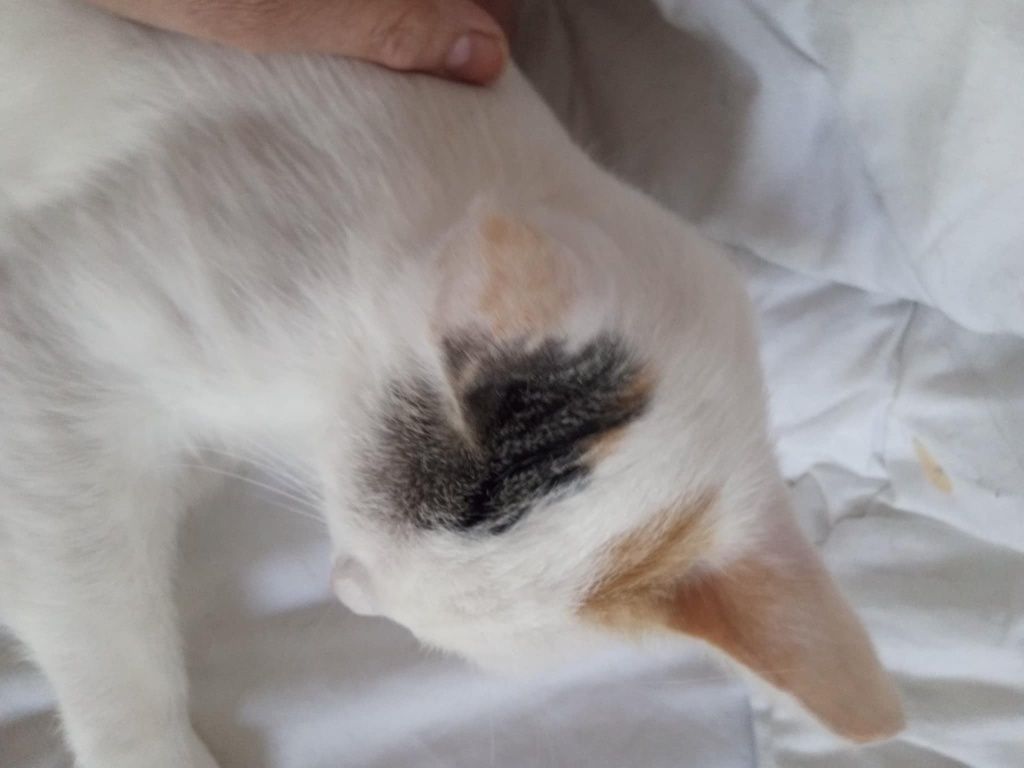 Kotka do adopcji
