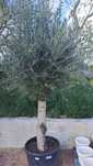 OLIVEIRAS (Olea Europaea)