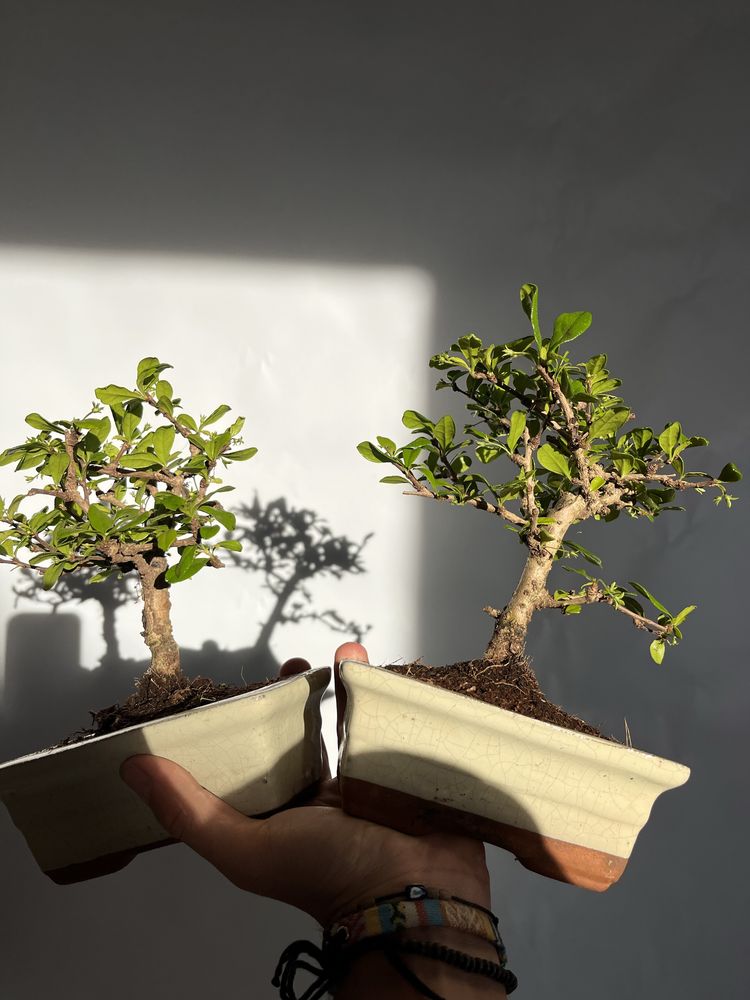 Karmona drobnolistna bonsai styl miotlasty idealny dla poczatkujacych