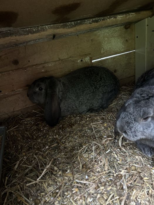 Barany francuskie szynszylowate samice