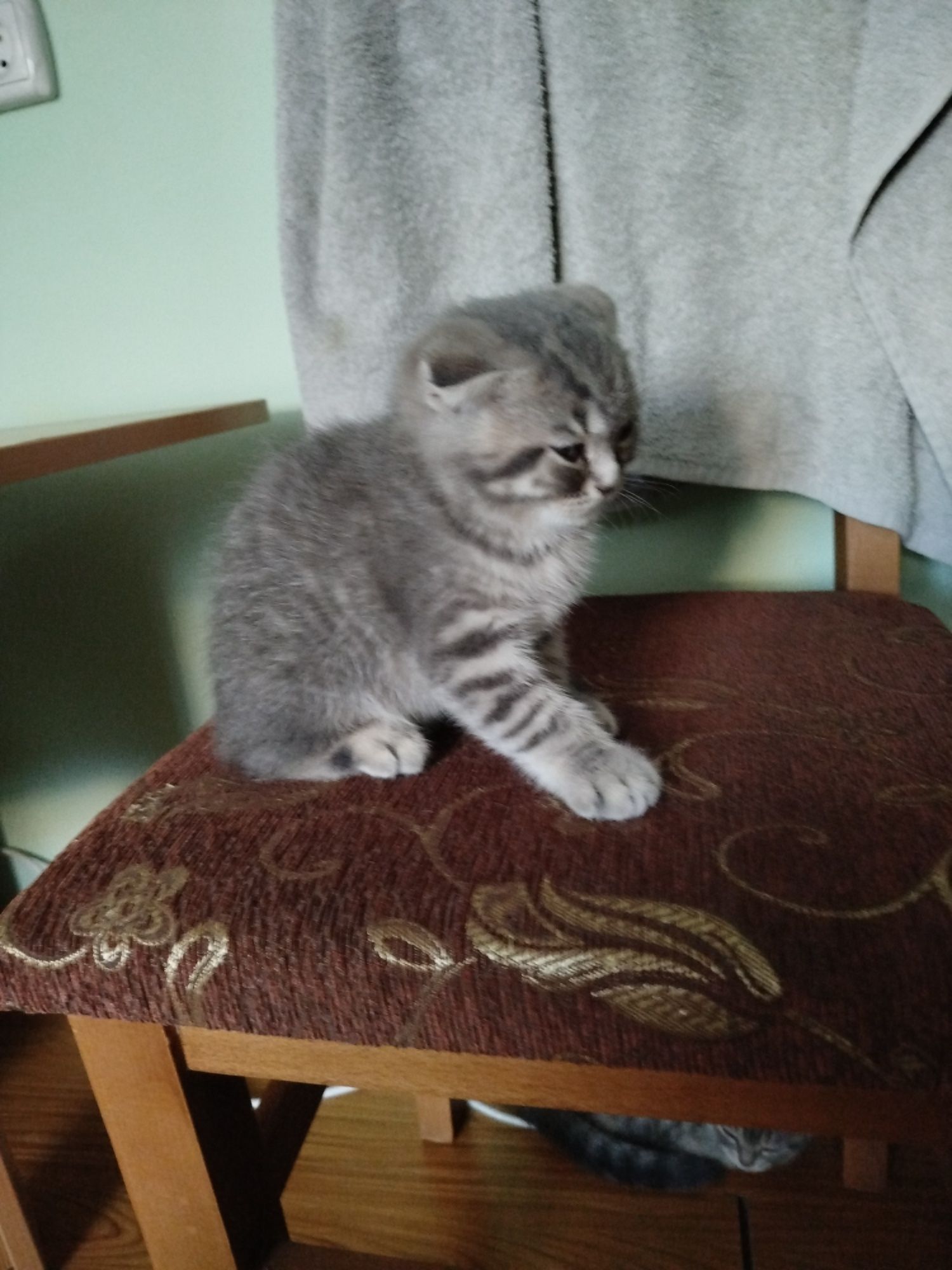 Котеня британець