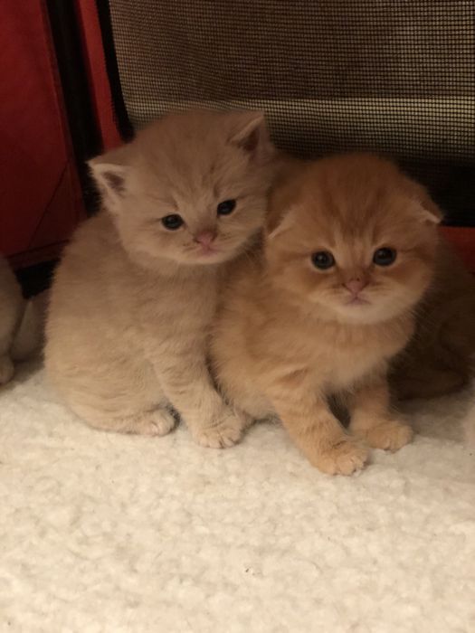 Шотландские вислоушки и прямоушки