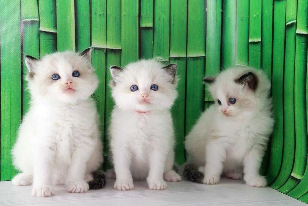З яскравими синіми очима кошенята породи Ragdoll//РЕГДОЛЛ