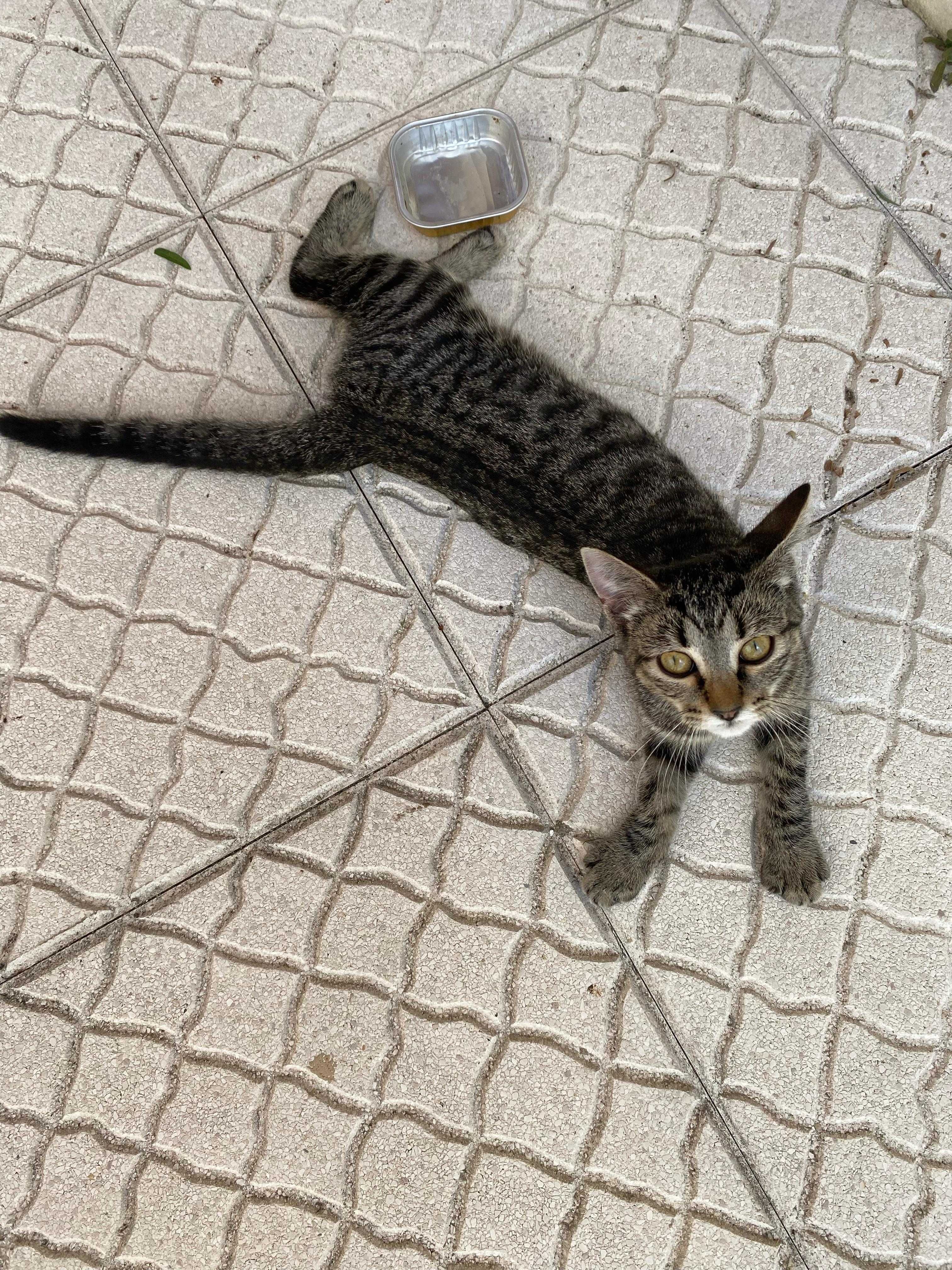 Gatinho bebé para adoção