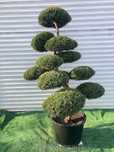 Drzewko BONSAI z jałowca - DOSTAWA - 150 cm - WYJĄTKOWY
